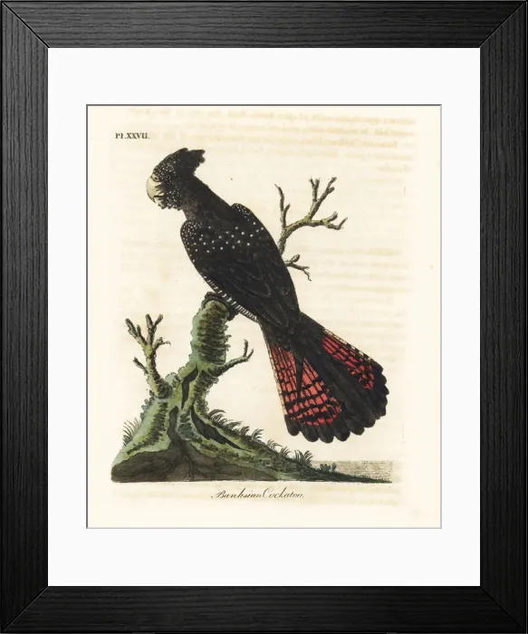 Framed Print : Red-tailed black cockatoo, Calyptorhynchus banksii Framed Print : Red-tailed black cockatoo, Calyptorhynchus banksii