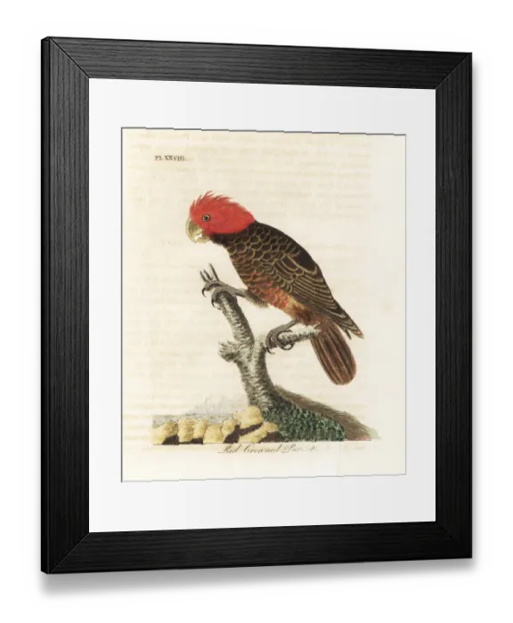 Framed Print : Gang-gang cockatoo, Callocephalon fimbriatum Framed Print : Gang-gang cockatoo, Callocephalon fimbriatum