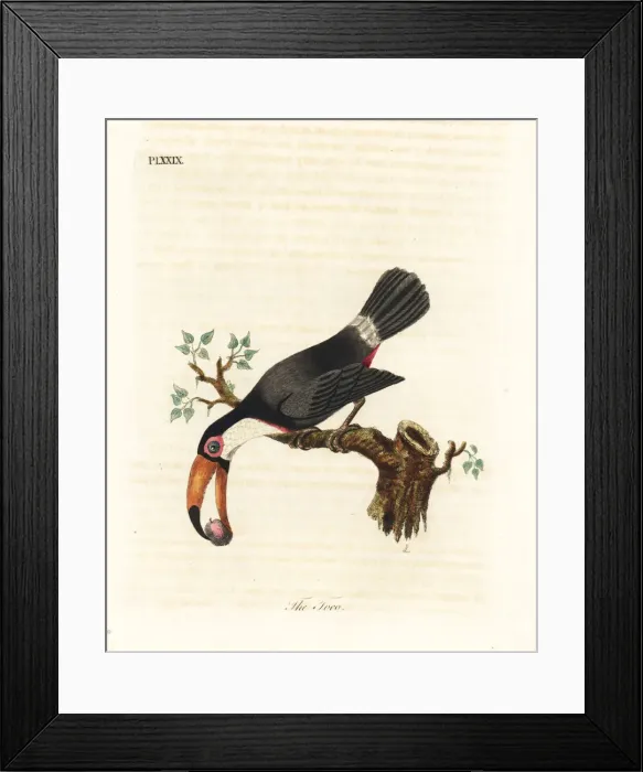 Framed Print : Toco toucan, Ramphastos toco Framed Print : Toco toucan, Ramphastos toco