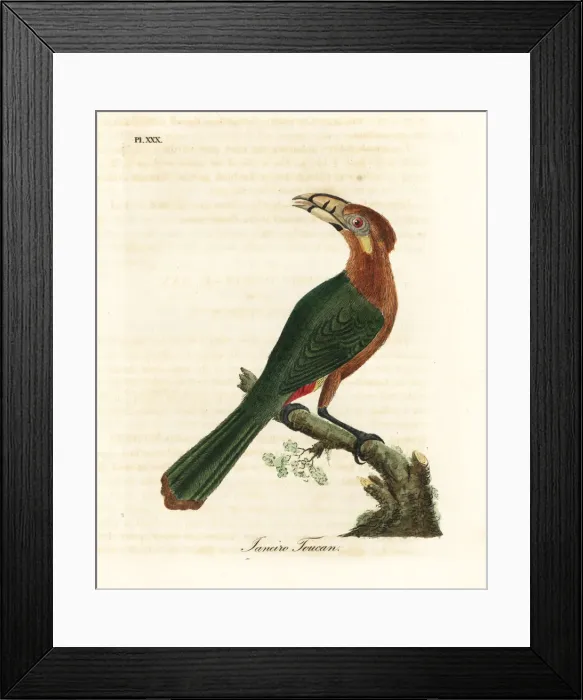 Framed Print : Spot-billed toucanet, Selenidera maculirostris, female Framed Print : Spot-billed toucanet, Selenidera maculirostris, female