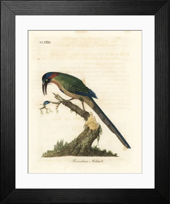 Framed Print : Blue-crowned motmot, Momotus momota Framed Print : Blue-crowned motmot, Momotus momota