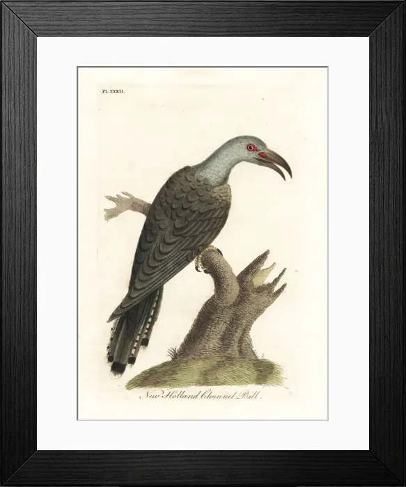 Framed Print : Channel-billed cuckoo, Scythrops novaehollandiae Framed Print : Channel-billed cuckoo, Scythrops novaehollandiae