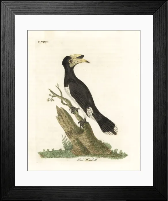 Framed Print : Malabar pied hornbill, Anthracoceros coronatus Framed Print : Malabar pied hornbill, Anthracoceros coronatus