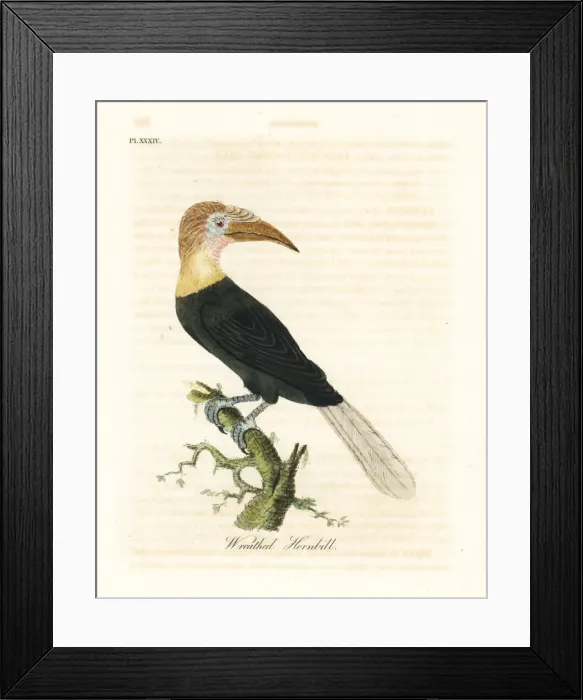 Framed Print : Blyths hornbill, Rhyticeros plicatus Framed Print : Blyths hornbill, Rhyticeros plicatus