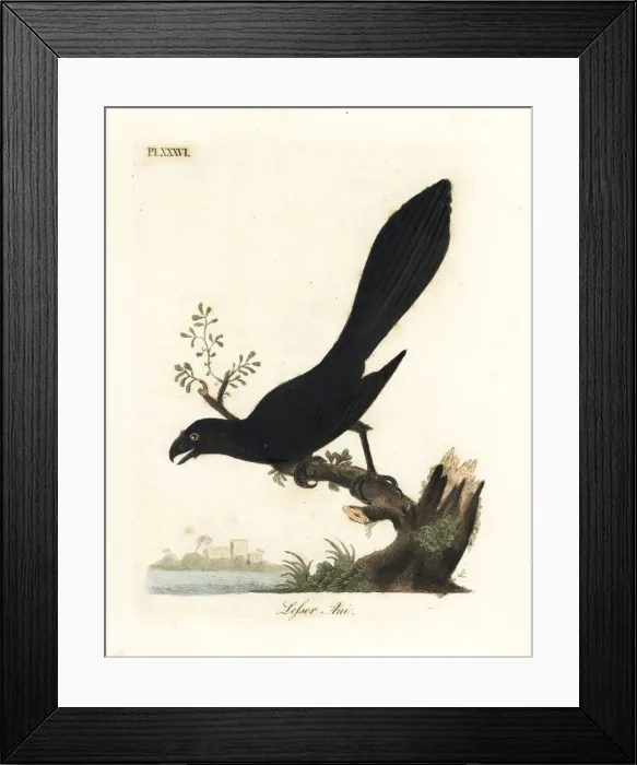 Framed Print : Smooth-billed ani, Crotophaga ani Framed Print : Smooth-billed ani, Crotophaga ani