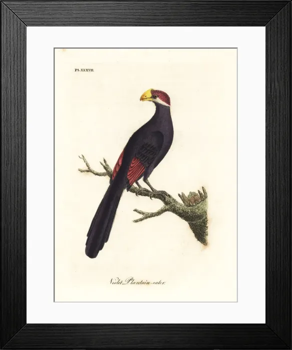 Framed Print : Violet turaco, Musophaga violacea Framed Print : Violet turaco, Musophaga violacea