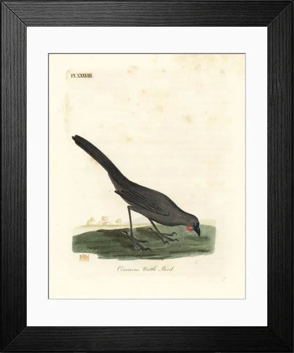 Framed Print : South Island kokako, Callaeas cinerea cinerea, extinct Framed Print : South Island kokako, Callaeas cinerea cinerea, extinct