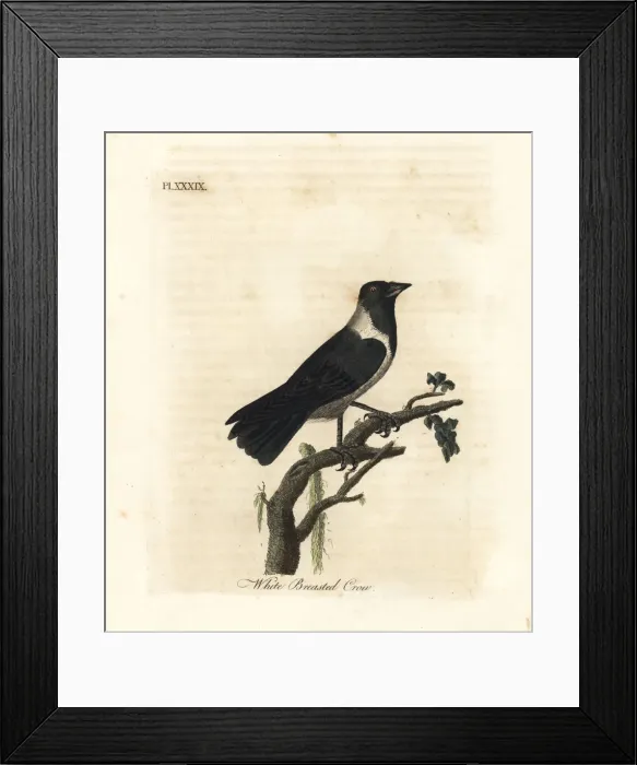 Framed Print : Daurian jackdaw, Corvus dauuricus Framed Print : Daurian jackdaw, Corvus dauuricus