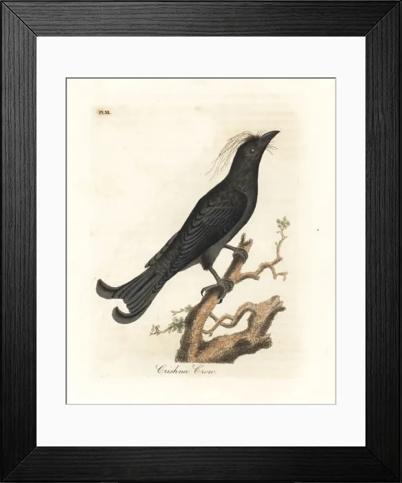 Framed Print : Hair-crested drongo, Dicrurus hottentottus Framed Print : Hair-crested drongo, Dicrurus hottentottus