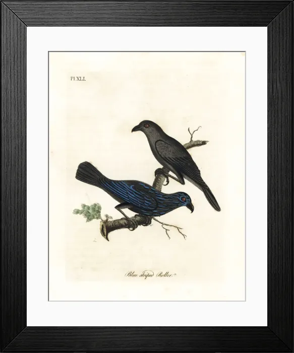 Framed Print : Striated starling, Aplonis striata Framed Print : Striated starling, Aplonis striata