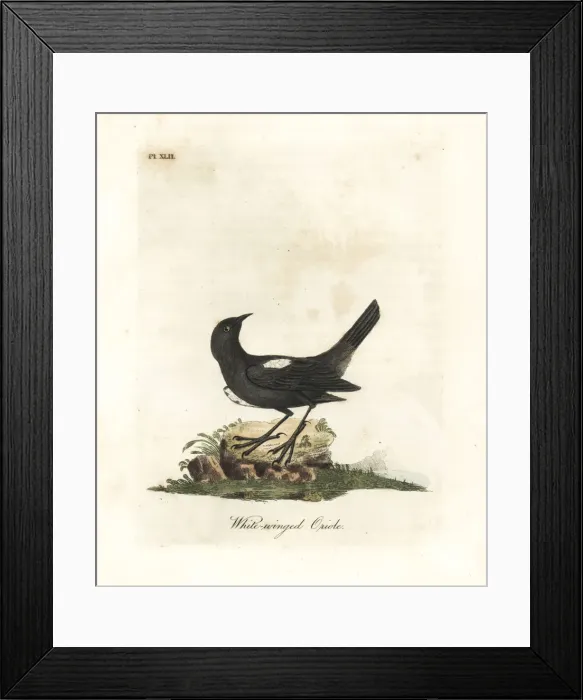 Framed Print : White-shouldered tanager, Tachyphonus luctuosus Framed Print : White-shouldered tanager, Tachyphonus luctuosus