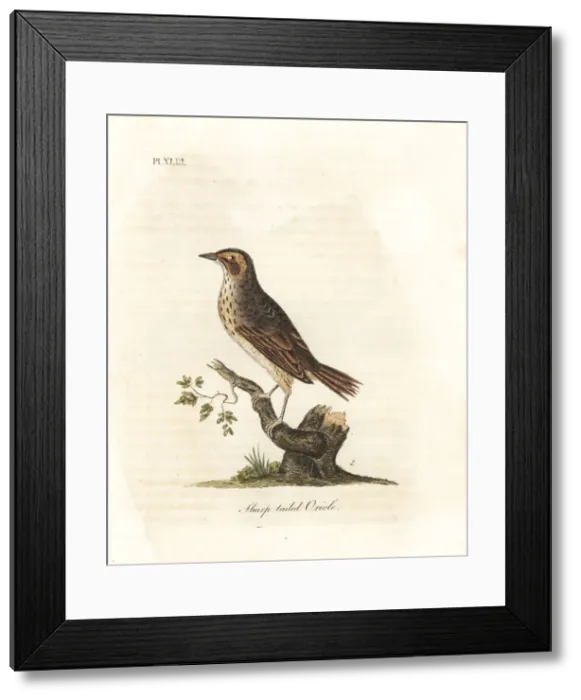Framed Print : Saltmarsh sparrow, Ammodramus caudacutus. Vulnerable
