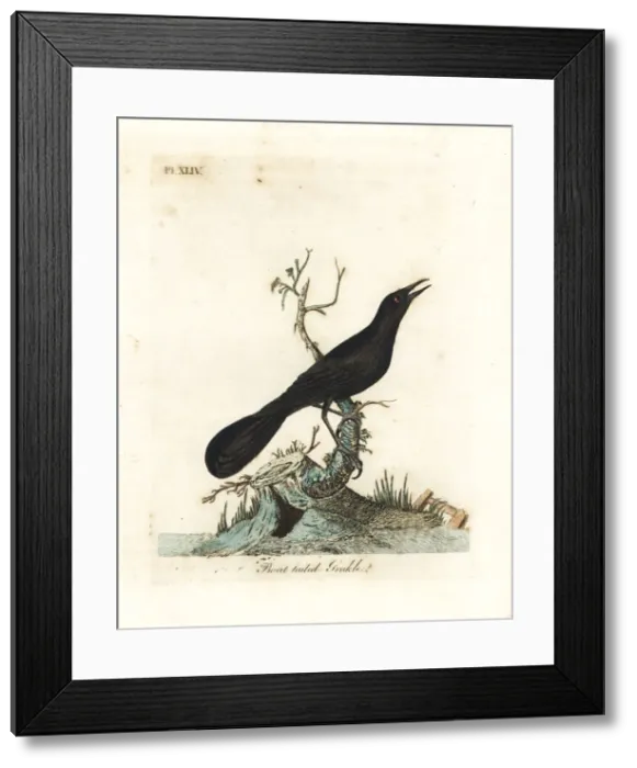 Framed Print : Boat-tailed grackle, Quiscalus major Framed Print : Boat-tailed grackle, Quiscalus major