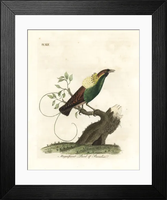 Framed Print : Magnificent bird-of-paradise, Diphyllodes magnificus Framed Print : Magnificent bird-of-paradise, Diphyllodes magnificus