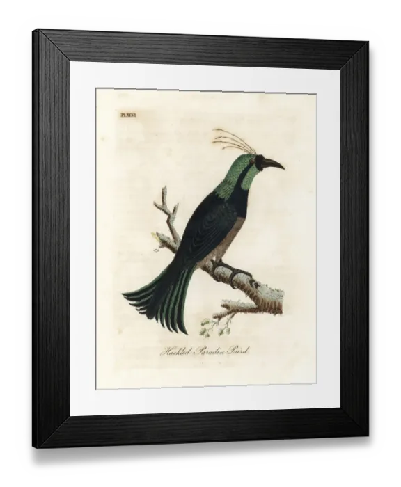 Framed Print : Hackled paradise bird Framed Print : Hackled paradise bird
