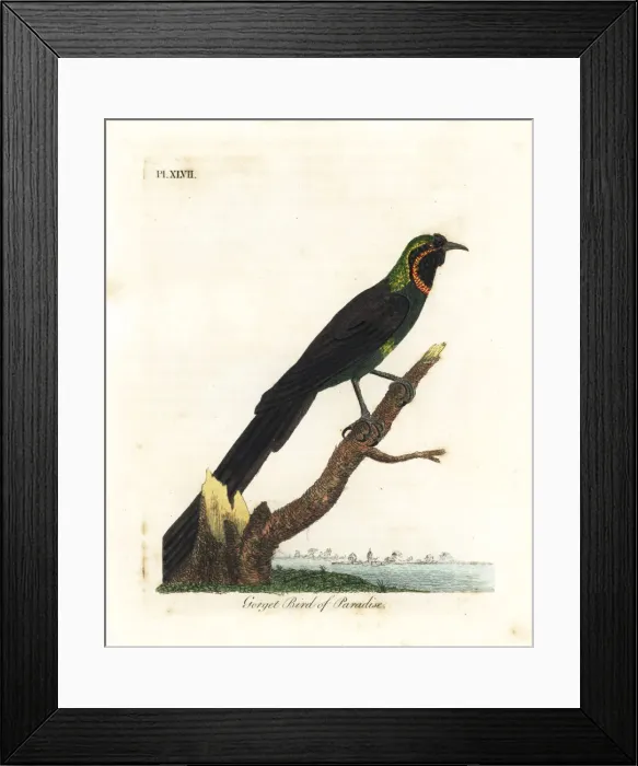 Framed Print : Arfak astrapia, Astrapia nigra Framed Print : Arfak astrapia, Astrapia nigra