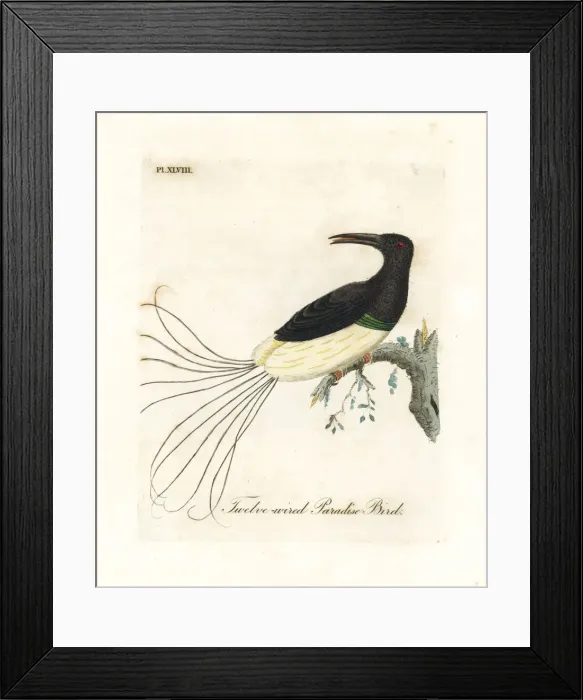 Framed Print : Twelve-wired bird-of-paradise, Seleucidis melanoleucus Framed Print : Twelve-wired bird-of-paradise, Seleucidis melanoleucus