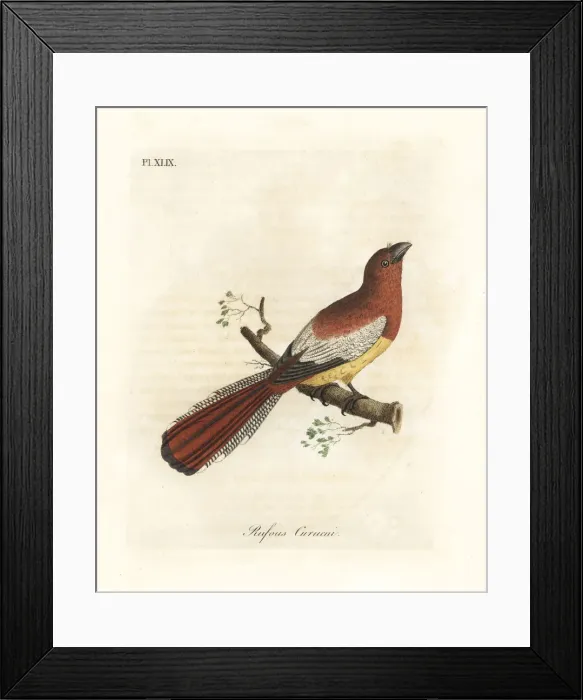 Framed Print : Black-throated trogon, Trogon rufus, female Framed Print : Black-throated trogon, Trogon rufus, female