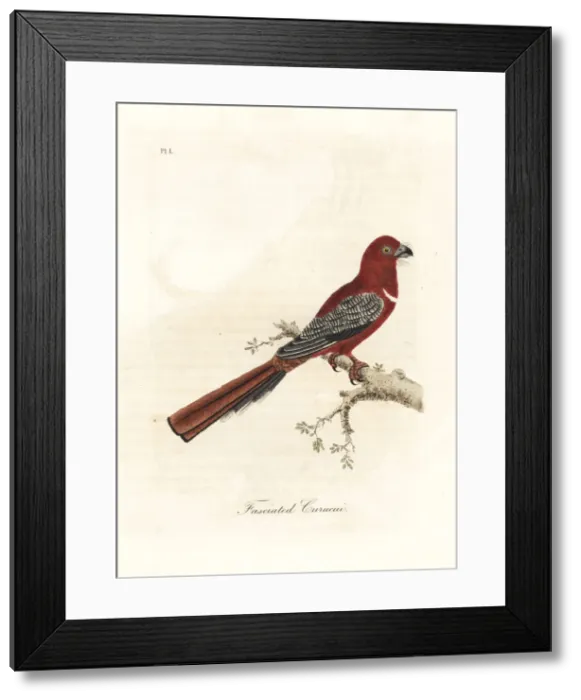 Framed Print : Red-headed trogon, Harpactes erythrocephalus Framed Print : Red-headed trogon, Harpactes erythrocephalus