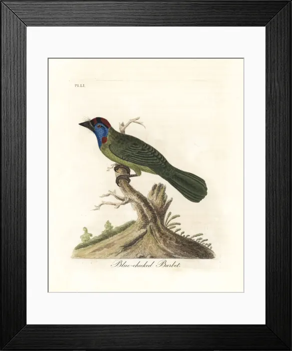Framed Print : Blue-throated barbet, Psilopogon asiaticus Framed Print : Blue-throated barbet, Psilopogon asiaticus