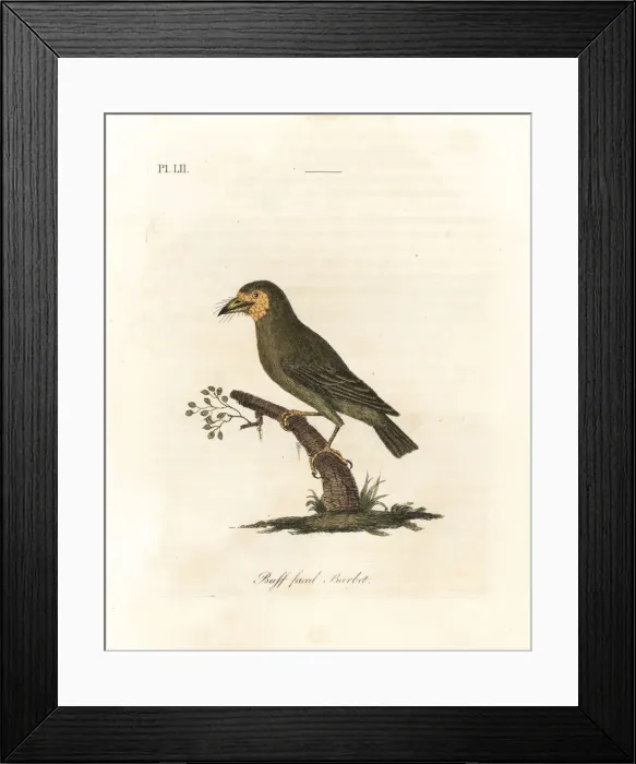 Framed Print : Brown-headed barbet, Megalaima zeylanica? Framed Print : Brown-headed barbet, Megalaima zeylanica?