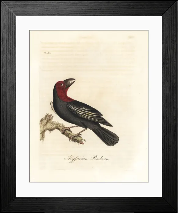 Framed Print : Black-billed barbet, Lybius guifsobalito Framed Print : Black-billed barbet, Lybius guifsobalito