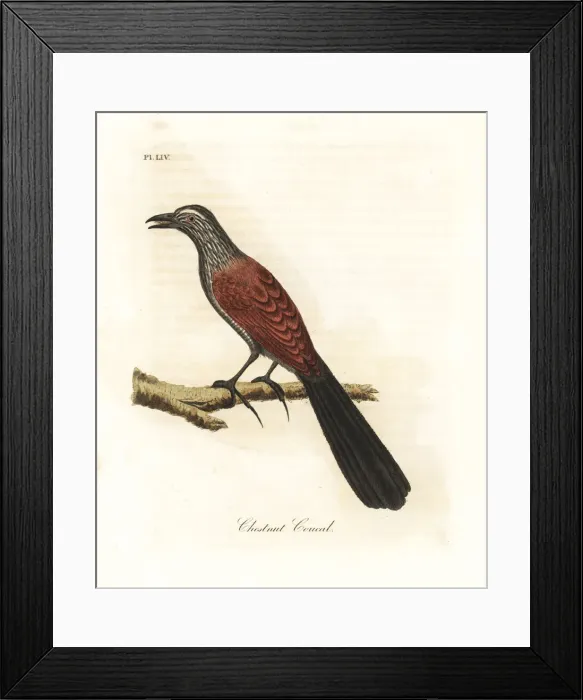 Framed Print : Greater coucal, Centropus sinensis Framed Print : Greater coucal, Centropus sinensis