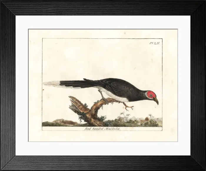 Framed Print : Red-faced malkoha, Phaenicophaeus pyrrhocephalus. Vulnerable Framed Print : Red-faced malkoha, Phaenicophaeus pyrrhocephalus. Vulnerable