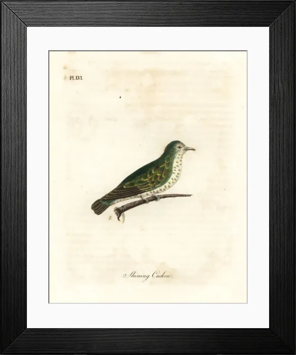 Framed Print : Shining bronze cuckoo, Chrysococcyx lucidus Framed Print : Shining bronze cuckoo, Chrysococcyx lucidus