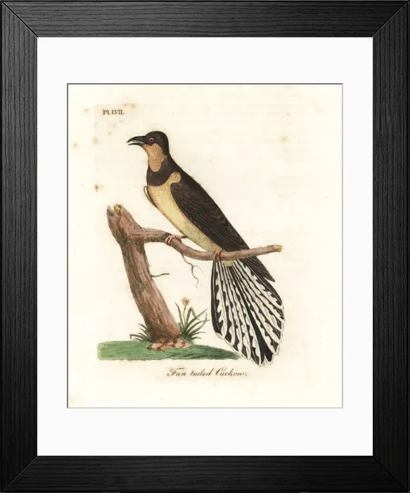 Framed Print : Fan-tailed cuckoo, Cacomantis flabelliformis Framed Print : Fan-tailed cuckoo, Cacomantis flabelliformis