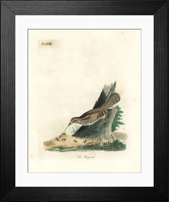 Framed Print : Eurasian wryneck, Jynx torquilla Framed Print : Eurasian wryneck, Jynx torquilla