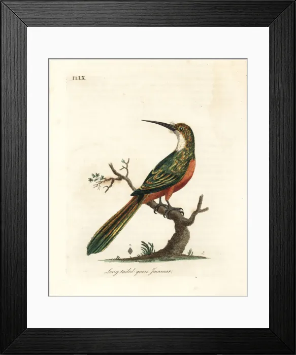 Framed Print : Green-tailed jacamar, Galbula galbula Framed Print : Green-tailed jacamar, Galbula galbula