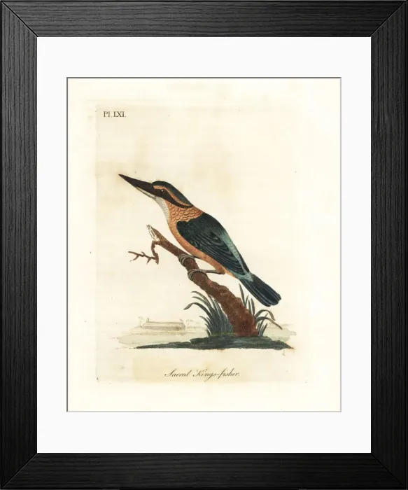 Framed Print : Sacred kingfisher, Todiramphus sanctus Framed Print : Sacred kingfisher, Todiramphus sanctus