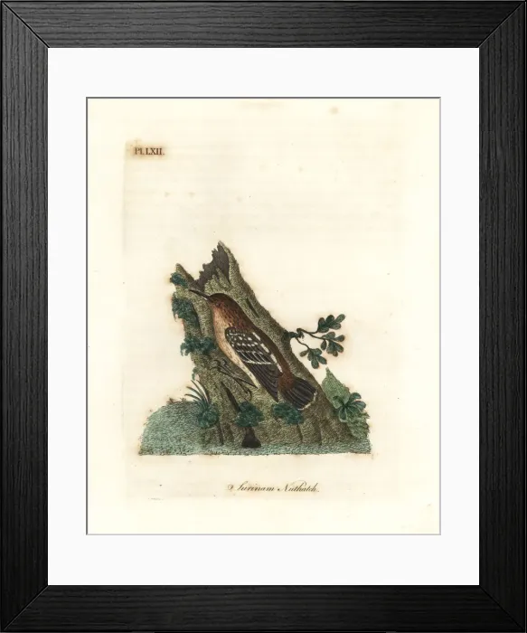 Framed Print : Guianan streaked-antwren, Myrmotherula surinamensis Framed Print : Guianan streaked-antwren, Myrmotherula surinamensis