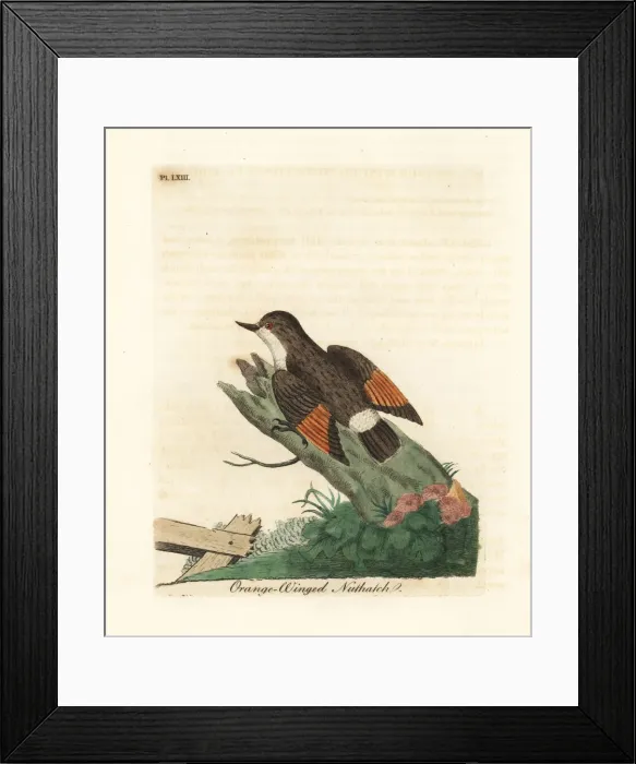 Framed Print : Varied sittella, Daphoenositta chrysoptera Framed Print : Varied sittella, Daphoenositta chrysoptera