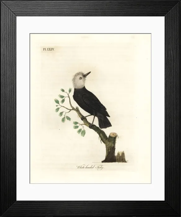 Framed Print : White-headed marsh tyrant, Arundinicola leucocephala Framed Print : White-headed marsh tyrant, Arundinicola leucocephala