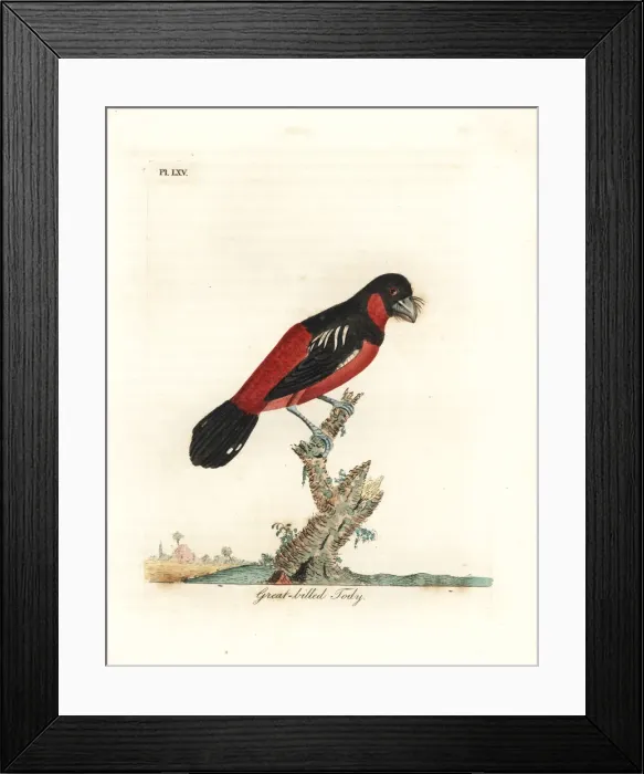 Framed Print : Black-and-red broadbill, Cymbirhynchus macrorhynchos Framed Print : Black-and-red broadbill, Cymbirhynchus macrorhynchos