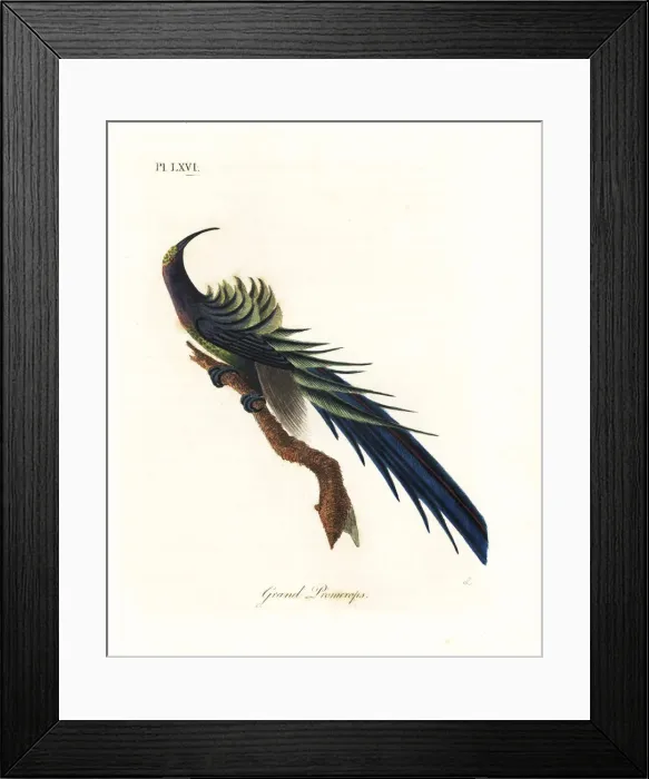 Framed Print : Black sicklebill, Epimachus fastosus. Vulnerable Framed Print : Black sicklebill, Epimachus fastosus. Vulnerable
