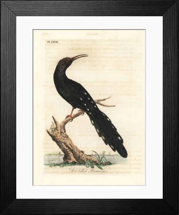 Framed Print : Green wood hoopoe, Phoeniculus purpureus Framed Print : Green wood hoopoe, Phoeniculus purpureus