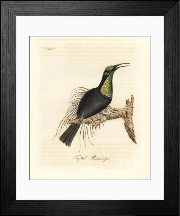 Framed Print : Magnificent riflebird, Ptiloris magnificus Framed Print : Magnificent riflebird, Ptiloris magnificus