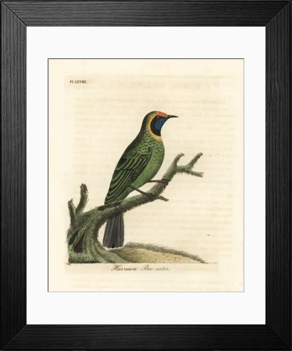 Framed Print : Golden-fronted leafbird, Chloropsis aurifrons Framed Print : Golden-fronted leafbird, Chloropsis aurifrons