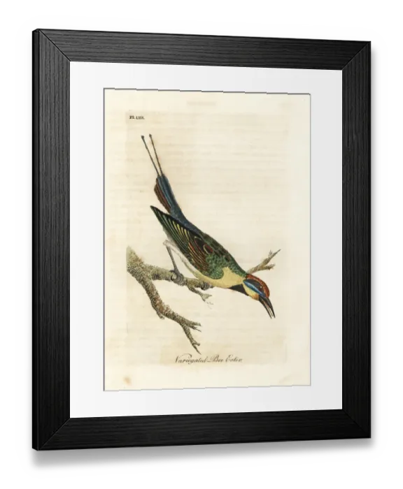 Framed Print : Rainbow bee-eater, Merops ornatus Framed Print : Rainbow bee-eater, Merops ornatus