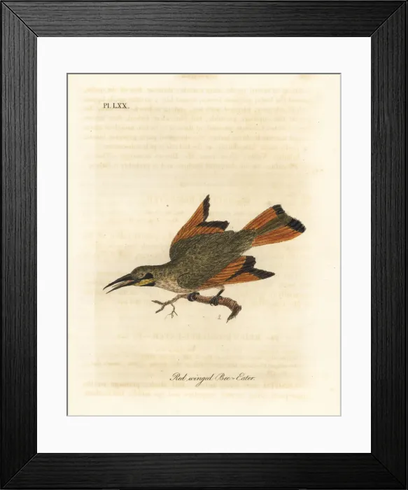 Framed Print : Little bee-eater, Merops pusillus Framed Print : Little bee-eater, Merops pusillus