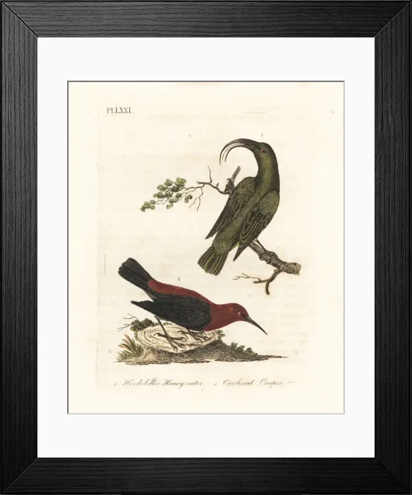 Framed Print : Lesser akialoa (extinct) and cardinal Framed Print : Lesser akialoa (extinct) and cardinal