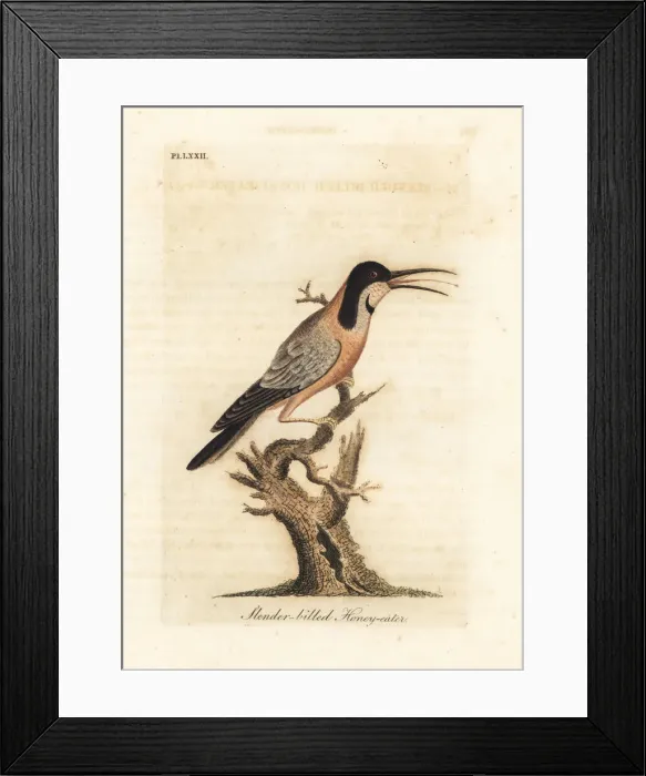 Framed Print : Eastern spinebill, Acanthorhynchus tenuirostris Framed Print : Eastern spinebill, Acanthorhynchus tenuirostris