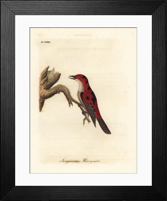 Framed Print : Scarlet myzomela, Myzomela sanguinolenta Framed Print : Scarlet myzomela, Myzomela sanguinolenta