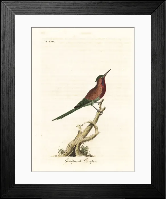 Framed Print : Crimson sunbird, Aethopyga siparaja seheriae Framed Print : Crimson sunbird, Aethopyga siparaja seheriae