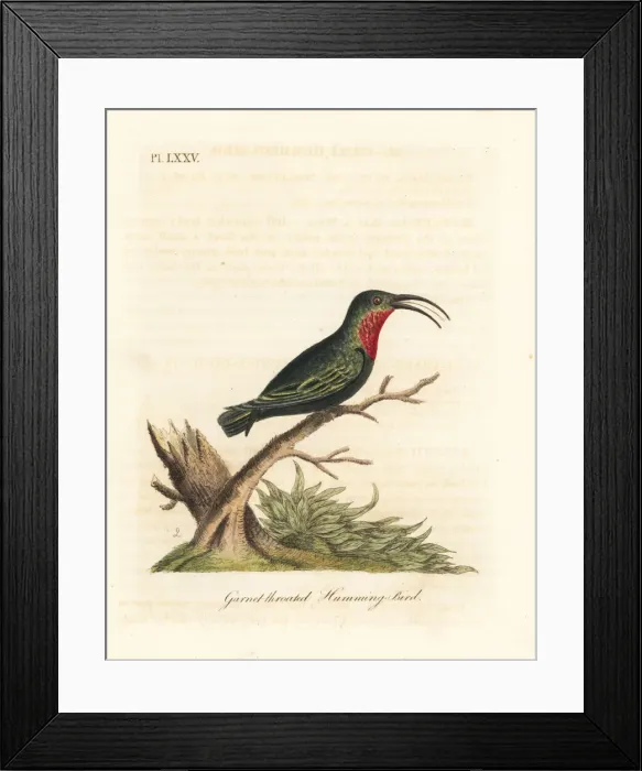 Framed Print : Purple-throated carib, Eulampis jugularis Framed Print : Purple-throated carib, Eulampis jugularis