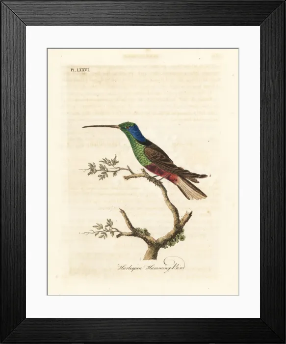 Framed Print : Harlequin hummingbird, Trochilus multicolor Framed Print : Harlequin hummingbird, Trochilus multicolor