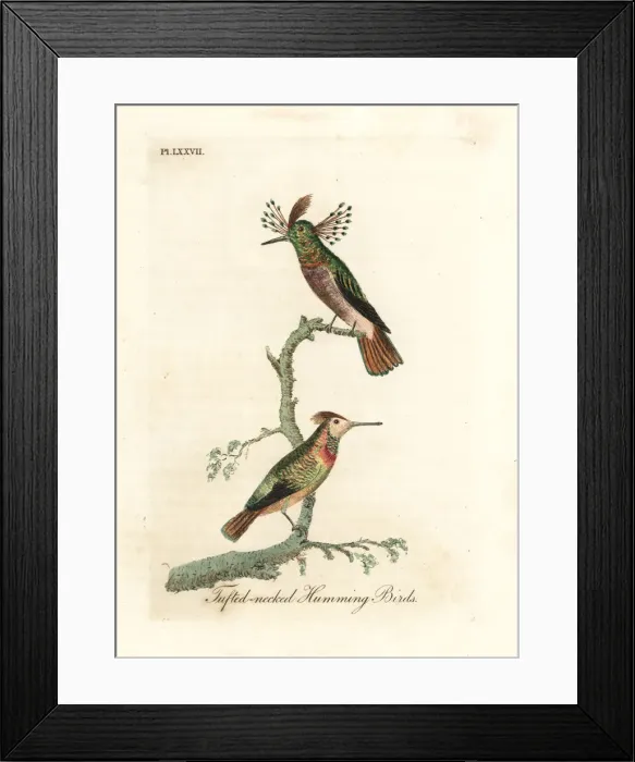 Framed Print : Tufted coquettes, Lophornis ornatus Framed Print : Tufted coquettes, Lophornis ornatus